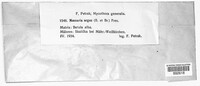 Splanchnonema argus image